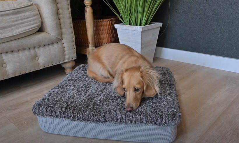  Plush Bed for canine 