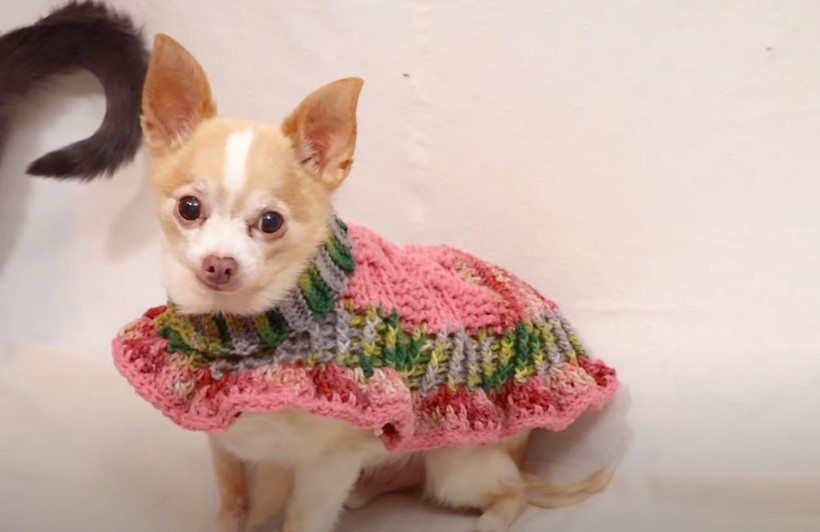 How To Crochet A Dog Sweater 1